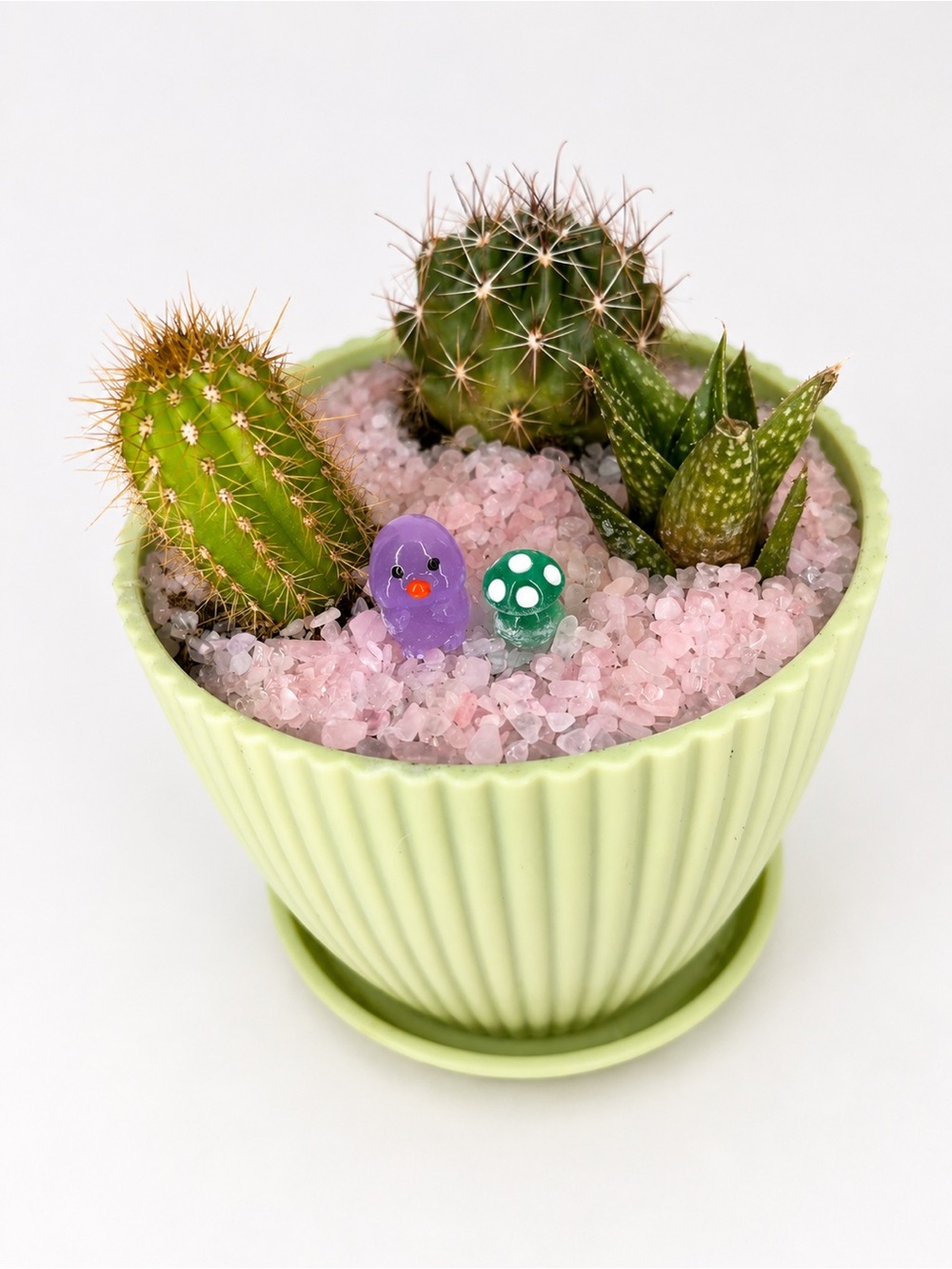 Trifecta LIVE Cactus Planter